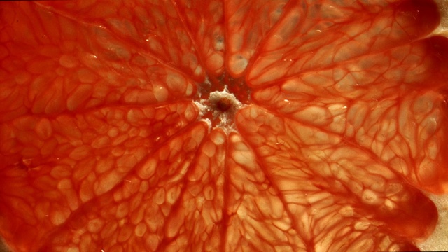 Video Reference: Orange, Red, Macro photography, Close-up, Water, Plant, Orange, Peach, Photography, Fruit