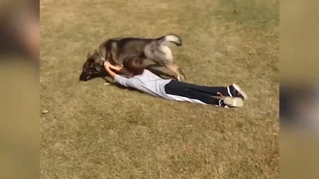 Video Reference: Dog breed, Grass, Canidae, Sporting Group, Tail