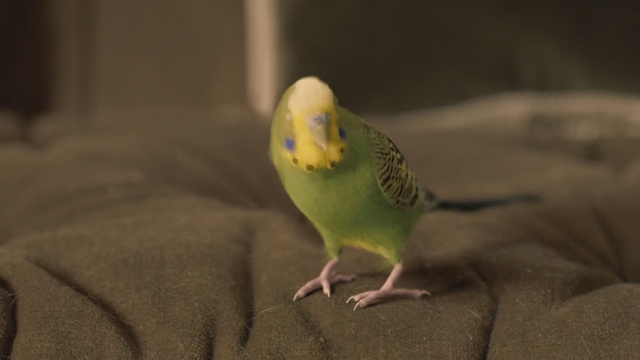Video Reference: bird, common pet parakeet, parakeet, parrot, beak, fauna, feather, lovebird, perico, wing