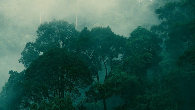 Video Reference: Nature, Green, Vegetation, Atmospheric phenomenon, Forest, Underwater, Biome, Atmosphere, Rainforest, Water