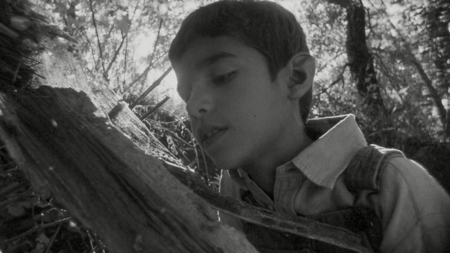 Video Reference: person, photograph, black, nature, tree, black and white, woody plant, monochrome photography, photography, emotion