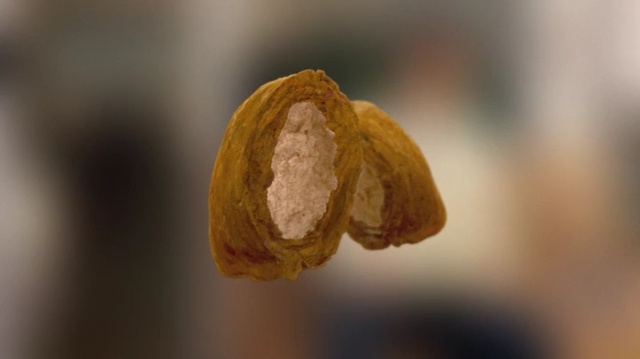 Video Reference: Close-up, Plant, Flower, Bud