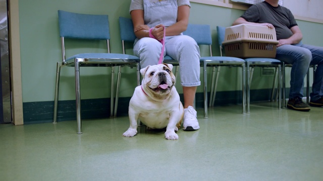 Video Reference: Dog, Mammal, Vertebrate, Dog breed, Canidae, Bulldog, American bulldog, Old english bulldog, Carnivore, White english bulldog, Person