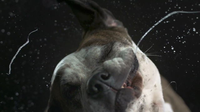 Video Reference: dog breed, snout, dog like mammal, organism, wildlife, whiskers, non sporting group, american pit bull terrier