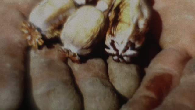 Video Reference: fauna, finger, pest, nail, hand, insect, membrane winged insect, toe, invertebrate