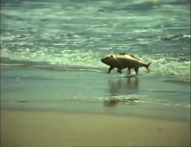 Video Reference: Wildlife, Water, Sea, Ocean