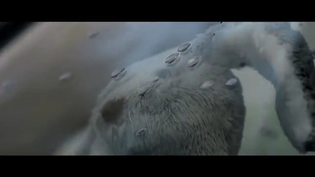 Video Reference: mammal, organism, snout, mouth, beak, jaw