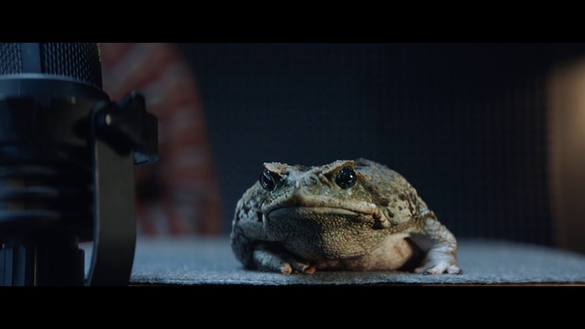 Video Reference: Toad, Frog, Amphibian, Eye, Organism, Adaptation, True toad, Bufo, Cane toad, Photography