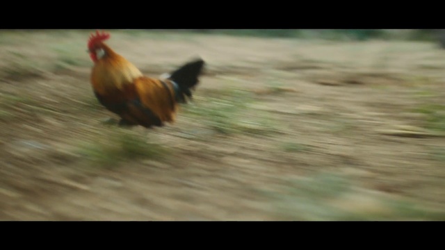 Video Reference: Chicken, Bird, Vertebrate, Rooster, Fowl, Galliformes, Beak, Poultry, Phasianidae, Livestock