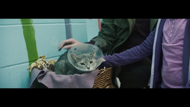 Video Reference: Cat, Felidae, Small to medium-sized cats, Organism, Snout, Whiskers