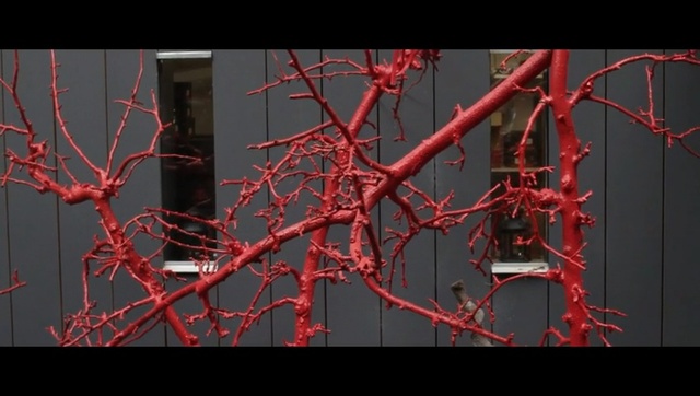 Video Reference: Red, Branch, Tree, Twig, Plant, Organism, Adaptation, Plant stem
