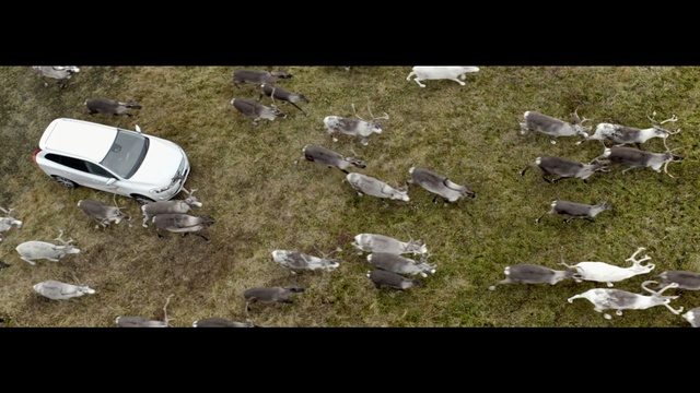 Video Reference: Aerial photography, Wildlife, Screenshot