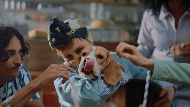 Video Reference: Dog, Canidae, Dog breed, Companion dog, Beagle, Carnivore, Snout, Puppy love, Sporting group, Rare breed (dog), Person, Woman, Small, Holding, Table, Sitting, Little, Standing, Young, Wearing, Laptop, Man, People, Brown, Girl, Boy, Computer, White, Room, Playing, Animal, Mammal