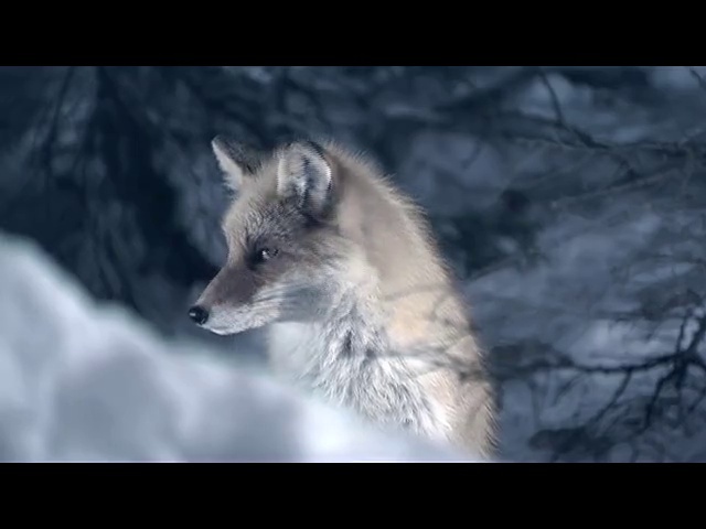 Video Reference: Mammal, Vertebrate, Canidae, Wildlife, Fox, Carnivore, Wolf, canis lupus tundrarum, Coyote, Kit fox