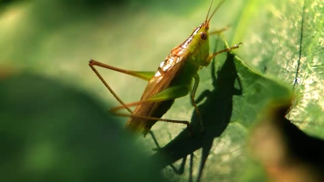 Video Reference: Insect, Invertebrate, Cricket, Locust, Cricket-like insect, Miridae, Grasshopper, Macro photography, Pest, Close-up