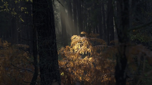 Video Reference: Forest, Natural environment, Tree, Old-growth forest, Biome, Sunlight, Trunk, Woodland, Plant, Temperate coniferous forest