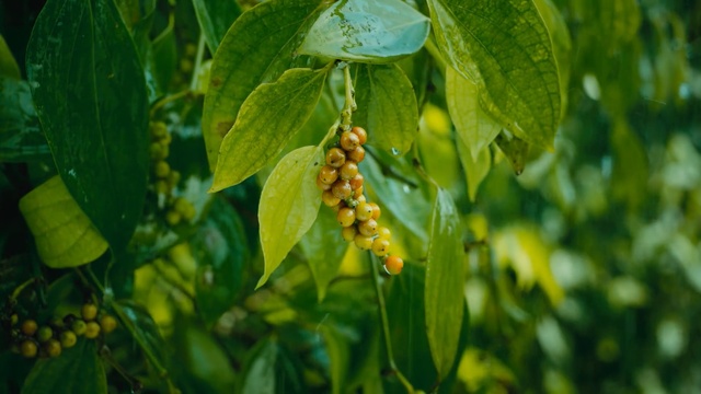 Video Reference: Plant, Flower, Leaf, Flowering plant, Tree, Fruit