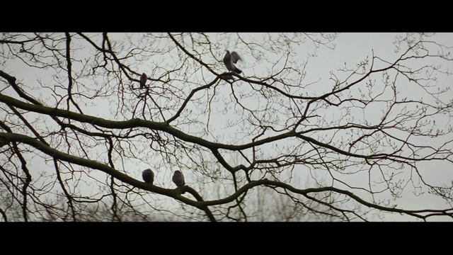 Video Reference: tree, branch, forest, fence, sky, winter