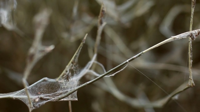 Video Reference: Branch, Twig, Leaf, Water, Tree, Close-up, Plant, Plant stem, Photography, Macro photography