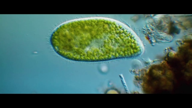 Video Reference: Nature, Organism, Marine biology, Green algae, Algae, Water, Chlorophyta, Charophyta, World, Macro photography