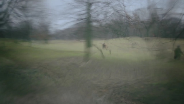 Video Reference: fog, mist, ecosystem, atmosphere, tree, grass, morning, rural area, sky, land lot