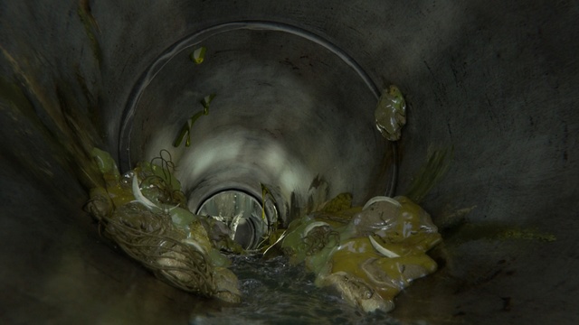 Video Reference: water, still life photography, organism, still life, darkness