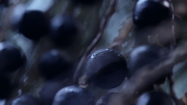 Video Reference: close up, plant, blueberry, berry