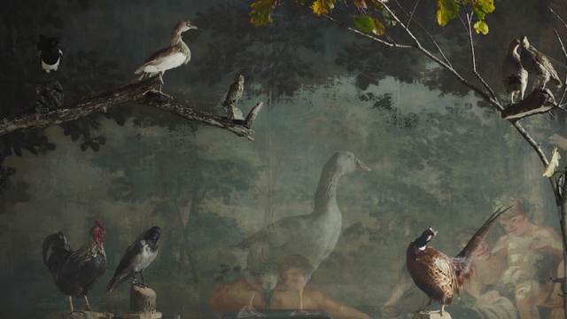 Video Reference: Bird, Wildlife, Adaptation, Beak, Painting, Visual arts, Galliformes, Branch, Pheasant, Fowl
