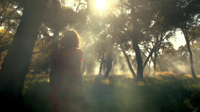 Video Reference: Nature, Sunlight, Atmospheric phenomenon, Light, Tree, Sky, Morning, Natural environment, Forest, Backlighting