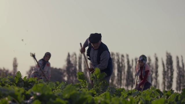 Video Reference: Atmospheric phenomenon, Adaptation, Hill station, Farmworker, Plantation, Grass family, Crop, Rural area, Grass, Tree