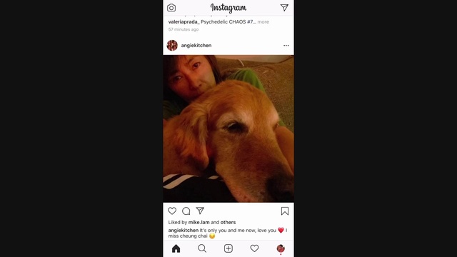 Video Reference: Dog, Canidae, Dog breed, Vizsla, Nose, Text, Photo caption, Snout, Screenshot, Sporting Group