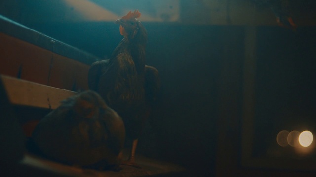 Video Reference: Black, Blue, Light, Organism, Darkness, Photography, Art