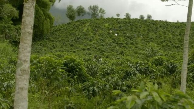 Video Reference: Vegetation, Nature, Plantation, Hill station, Nature reserve, Plant community, Natural environment, Tree, Land lot, Biome