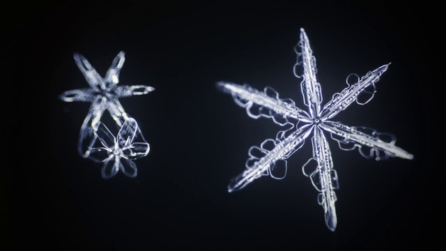 Video Reference: Snowflake, Organism