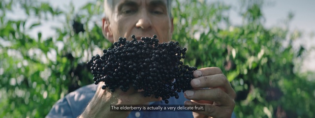 Video Reference: Plant, Soil, Adaptation, Elderberry, Honeycomb
