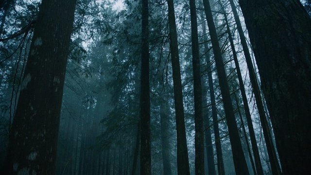 Video Reference: Tree, Forest, Nature, Natural environment, Old-growth forest, Woodland, Atmospheric phenomenon, Green, Vegetation, Biome, Person