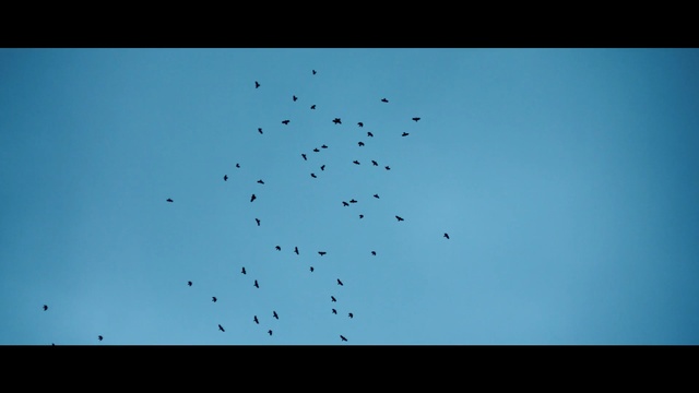 Video Reference: sky, blue, atmosphere, flock, bird migration, daytime, line, animal migration, computer wallpaper, calm