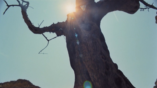 Video Reference: tree, sky, woody plant, branch, plant, computer wallpaper