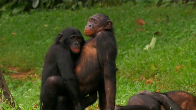 Video Reference: Mammal, Vertebrate, Primate, Common chimpanzee, Terrestrial animal, Adaptation, Snout, Wildlife, Organism, Zoo