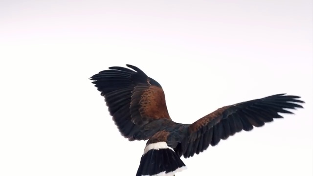Video Reference: Bird, Eagle, Beak, Wing, Bird of prey, Accipitriformes, Bald eagle, Kite, Feather, Golden eagle