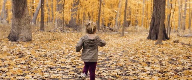 Video Reference: People in nature, Nature, Tree, Leaf, Natural landscape, Natural environment, Deciduous, Autumn, Forest, Woodland