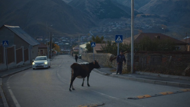 Video Reference: Mode of transport, Road, Horn, Bovine, Wildlife, Deer, Street, Electricity