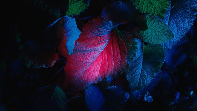 Video Reference: Leaf, Blue, Red, Green, Light, Pink, Purple, Sky, Lighting, Darkness, Person