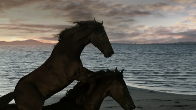 Video Reference: horse, horse like mammal, mustang horse, stallion, mane, sky, mare, livestock, Person