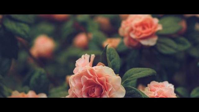 Video Reference: Garden roses, Flower, Petal, Rose, Pink, Rose family, Plant, Flowering plant, Rose order, Leaf
