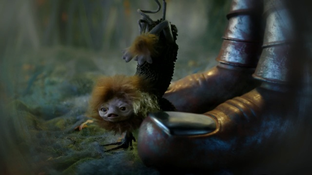 Video Reference: fauna, primate, organism, new world monkey, wildlife