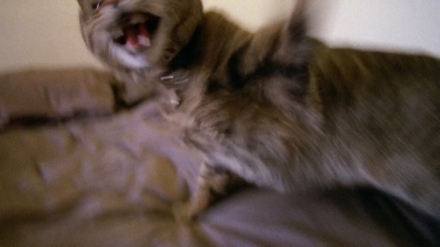 Video Reference: Mammal, Vertebrate, Canidae, Carnivore, Dog breed, Dog, Cat, Whiskers, Cairn terrier, Chihuahua, Person