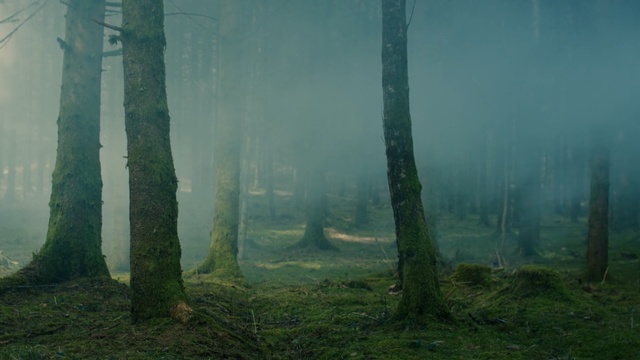 Video Reference: Forest, Nature, Tree, Spruce-fir forest, Atmospheric phenomenon, Old-growth forest, Natural environment, Northern hardwood forest, Green, Tropical and subtropical coniferous forests