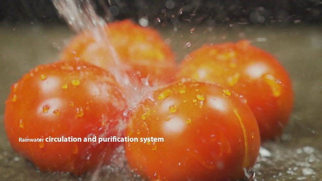 Video Reference: Food, Tomato, Fruit, Dish, Produce, Cuisine, Solanum, Plant, Egg yolk, Nightshade family