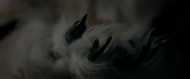 Video Reference: black, close up, black and white, photography, whiskers, snout, eye, darkness, macro photography, wildlife